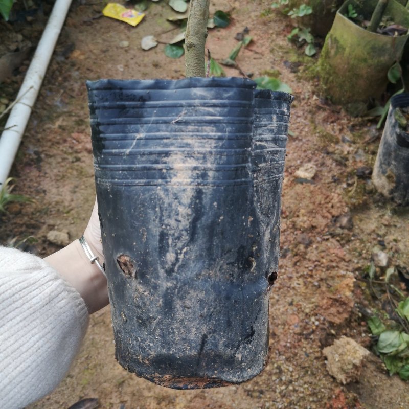 茶花树苗嫁接杜鹃山茶花树四季开花可盆栽地栽南北方可种植