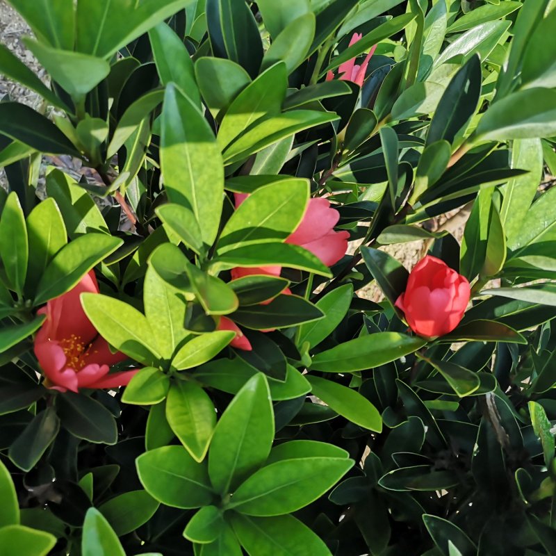 茶花树苗嫁接杜鹃山茶花树四季开花可盆栽地栽南北方可种植