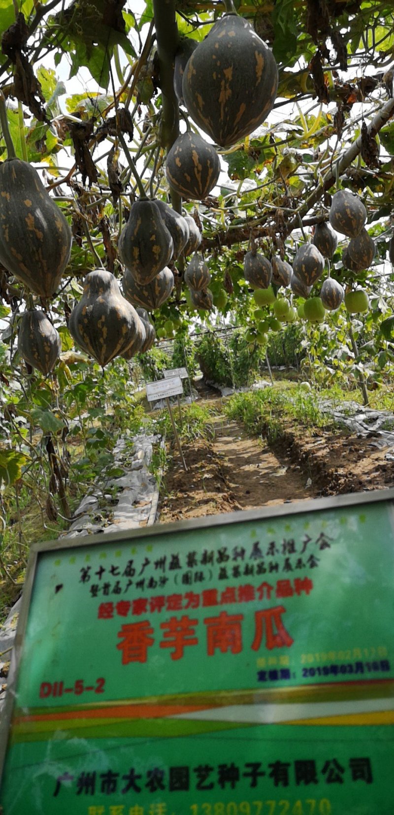 香味浓大果高产富贵香芋南瓜种子口感粉糯