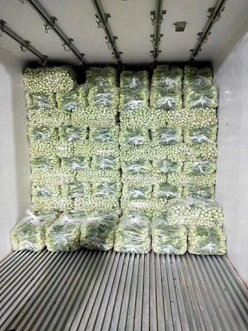 山东精品油菜蔬菜内有大型冷库本公司发票物流配送一条龙服务