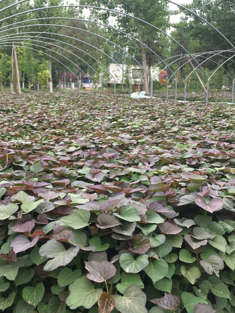 红薯苗原种烟薯25苗，地瓜种苗，河北产地直供高产，蔬菜苗