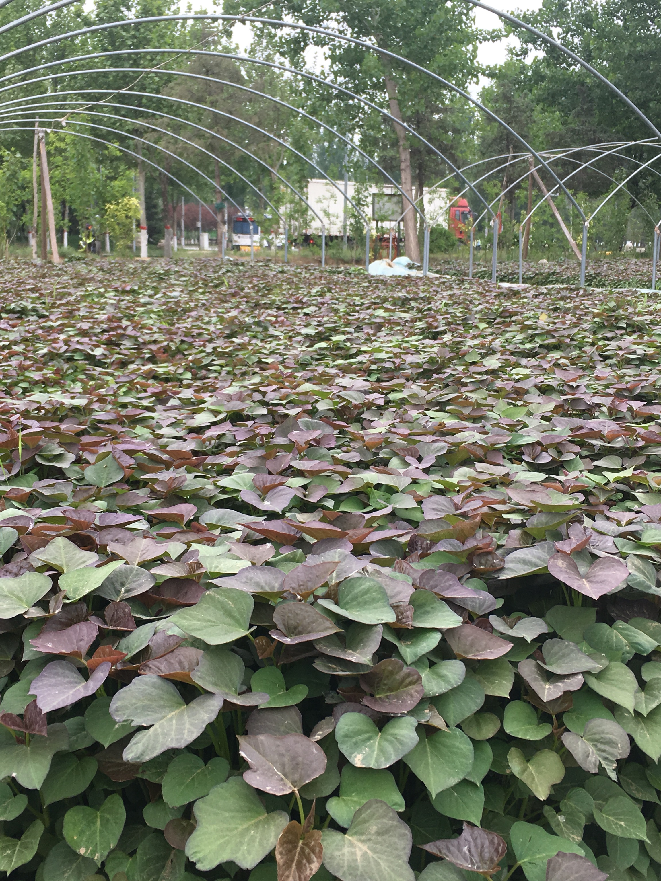 红薯苗摄影图__蔬菜_生物世界_摄影图库_昵图网nipic.com