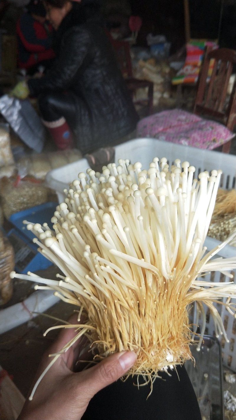 黄金针菇大量上市中，质量更好，精品黄金针菇多种包装！