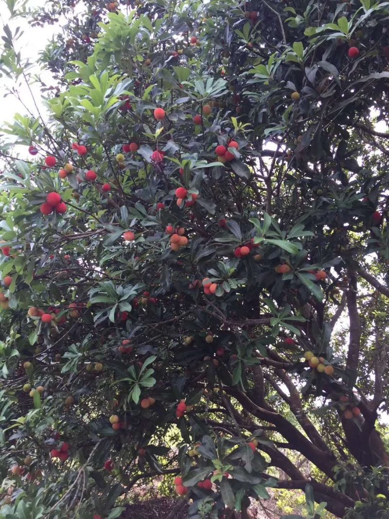 杨梅树苗东魁杨梅苗水晶大白梅广西杨梅苗石塘梅南北方种植