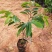 沉香树苗名贵树金丝正宗海南奇楠沉香树黄花梨南北方种植包邮