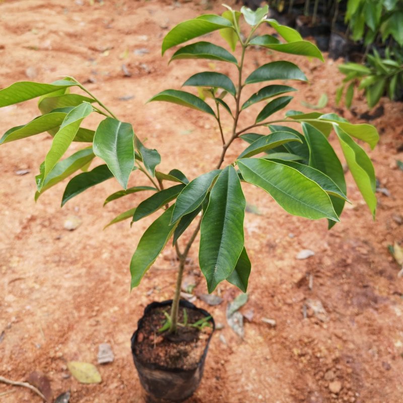 沉香树苗名贵树金丝正宗海南奇楠沉香树黄花梨南北方种植包邮