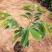 沉香树苗名贵树金丝正宗海南奇楠沉香树黄花梨南北方种植包邮