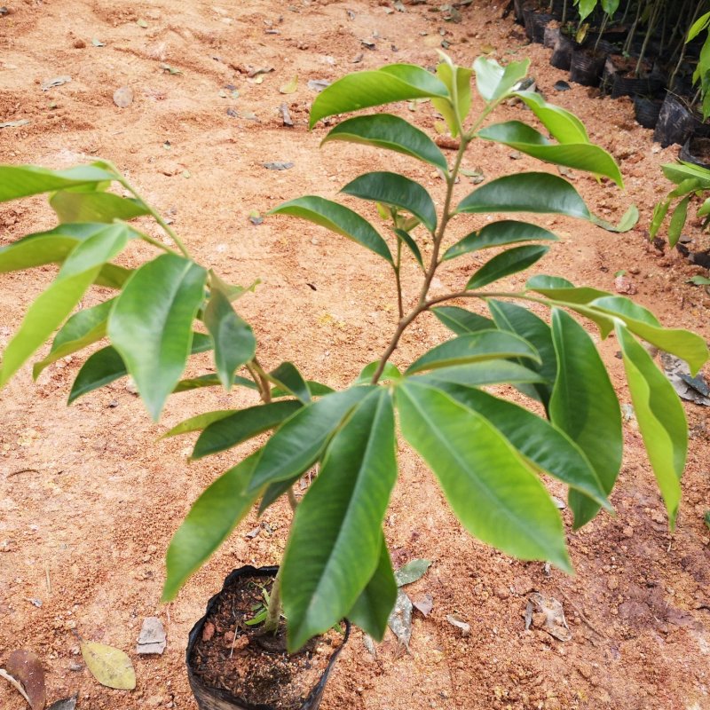沉香树苗名贵树金丝正宗海南奇楠沉香树黄花梨南北方种植包邮