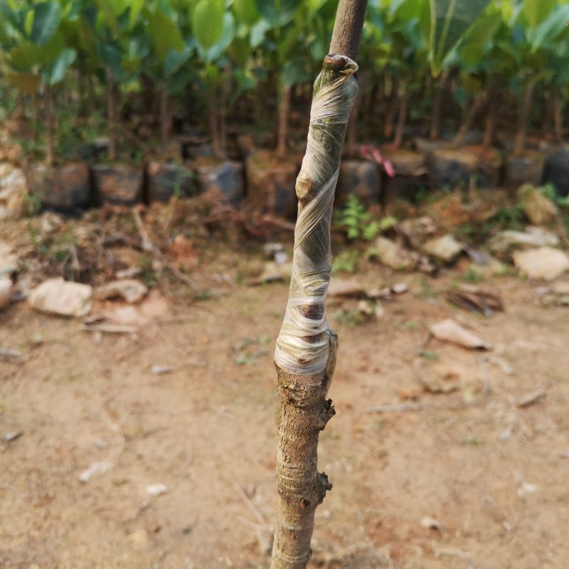沉香树苗名贵树金丝正宗海南奇楠沉香树黄花梨南北方种植包邮