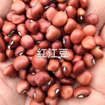 红江豆