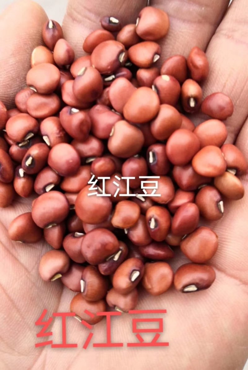 红江豆