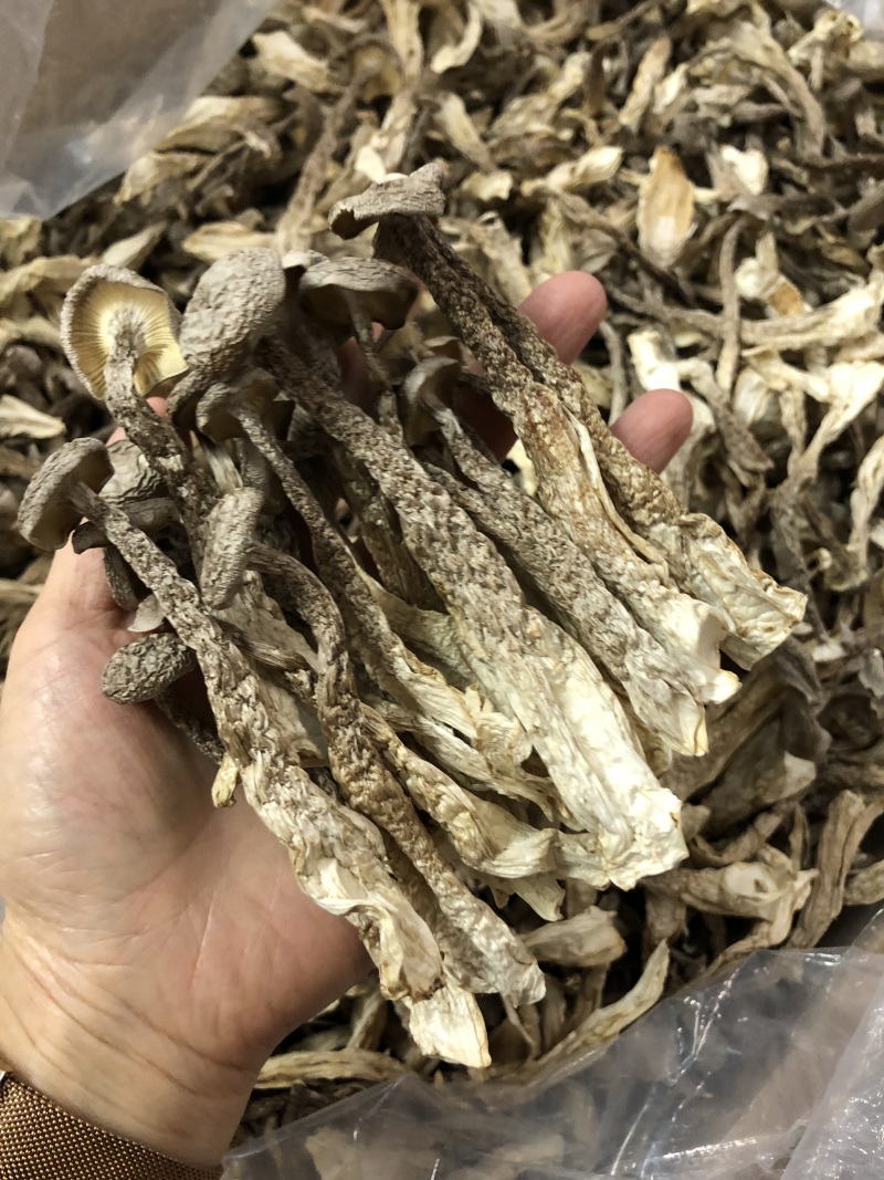 鹿茸菇