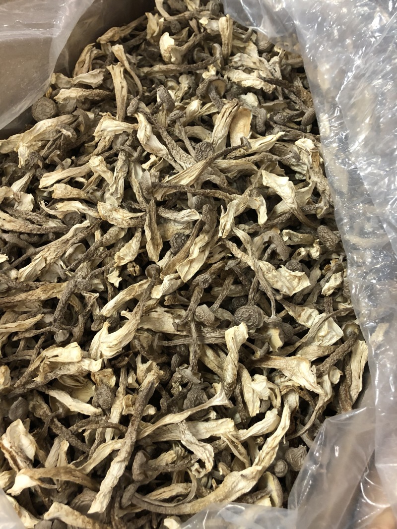 鹿茸菇