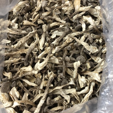 鹿茸菇