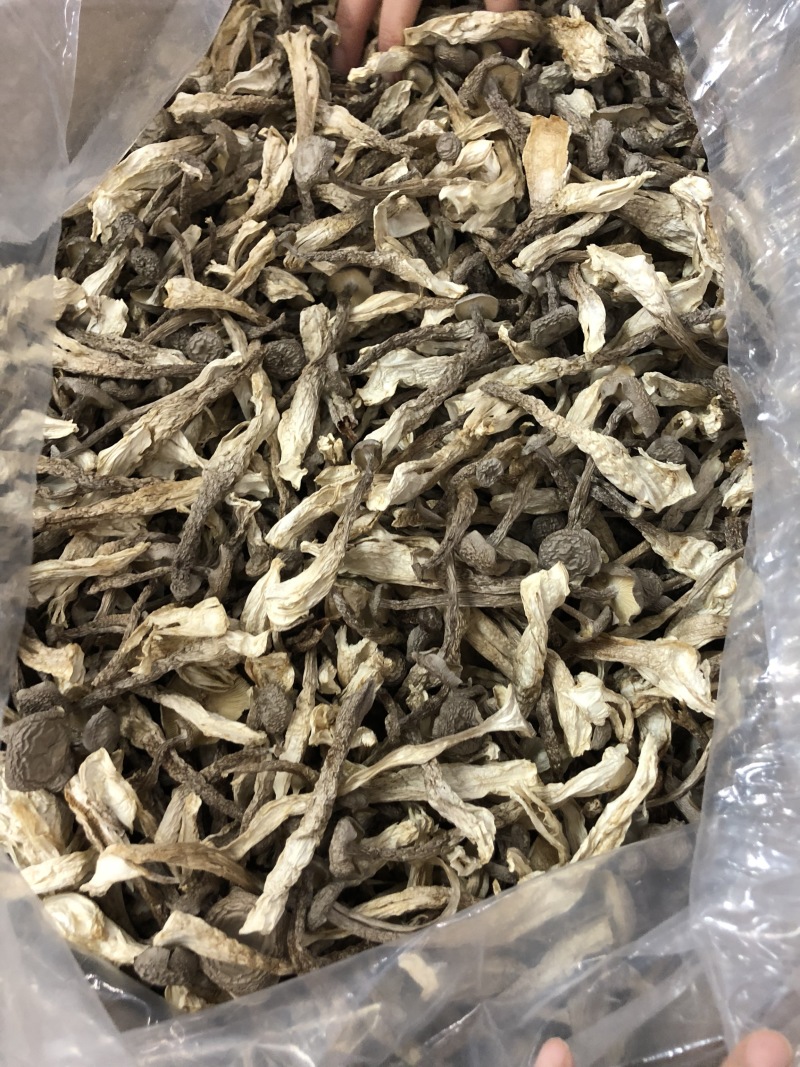 鹿茸菇