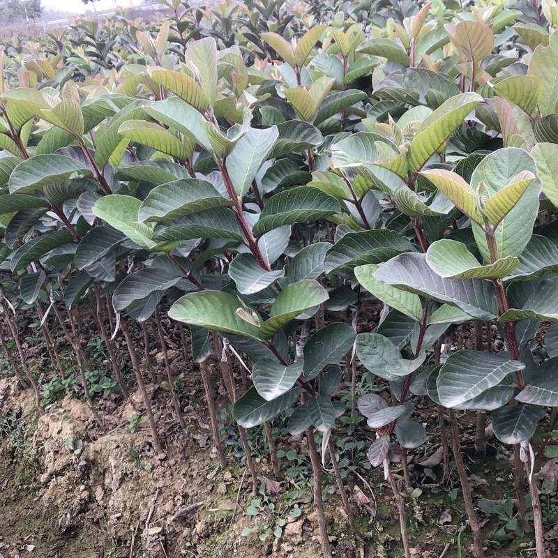 番石榴新品种苗芭乐台湾珍珠番石榴白心红心南方种植嫁接苗