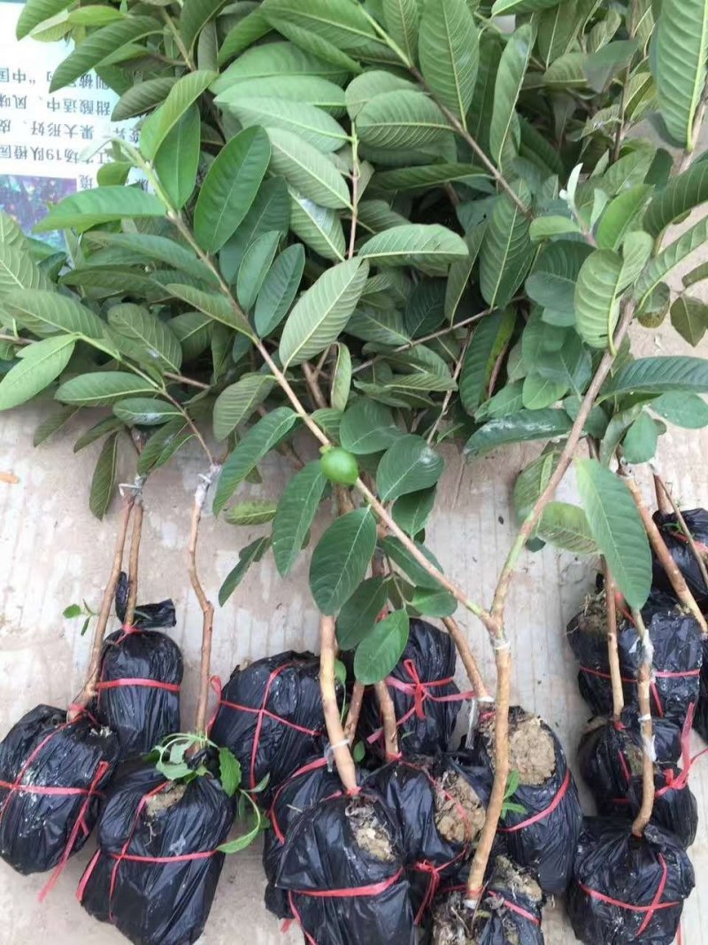 番石榴新品种苗芭乐台湾珍珠番石榴白心红心南方种植嫁接苗