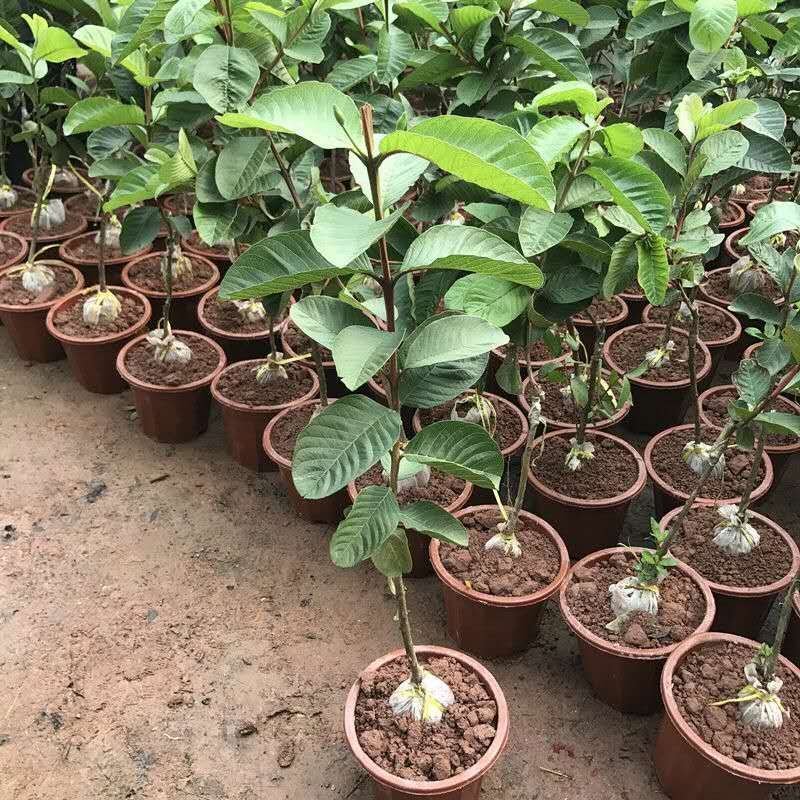 番石榴新品种苗芭乐台湾珍珠番石榴白心红心南方种植嫁接苗