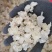 批发缅甸拉丝雪燕美颜三宝2A3a4a