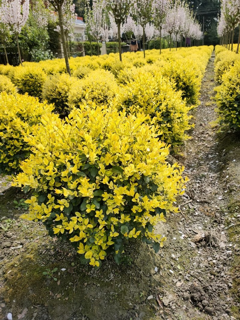 金禾女贞30cm高毛球冠25cm，50cm高毛球冠25c