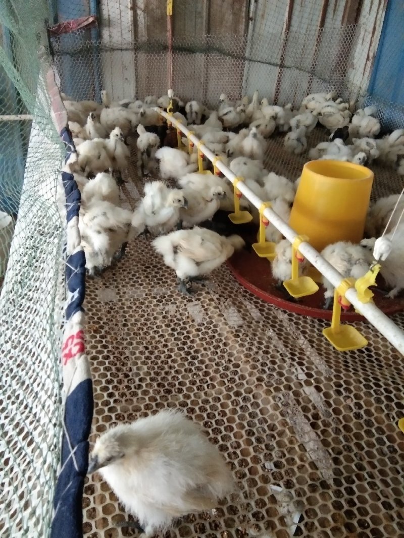 白凤乌鸡苗
