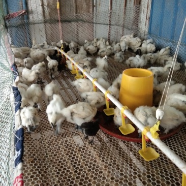 白凤乌鸡苗