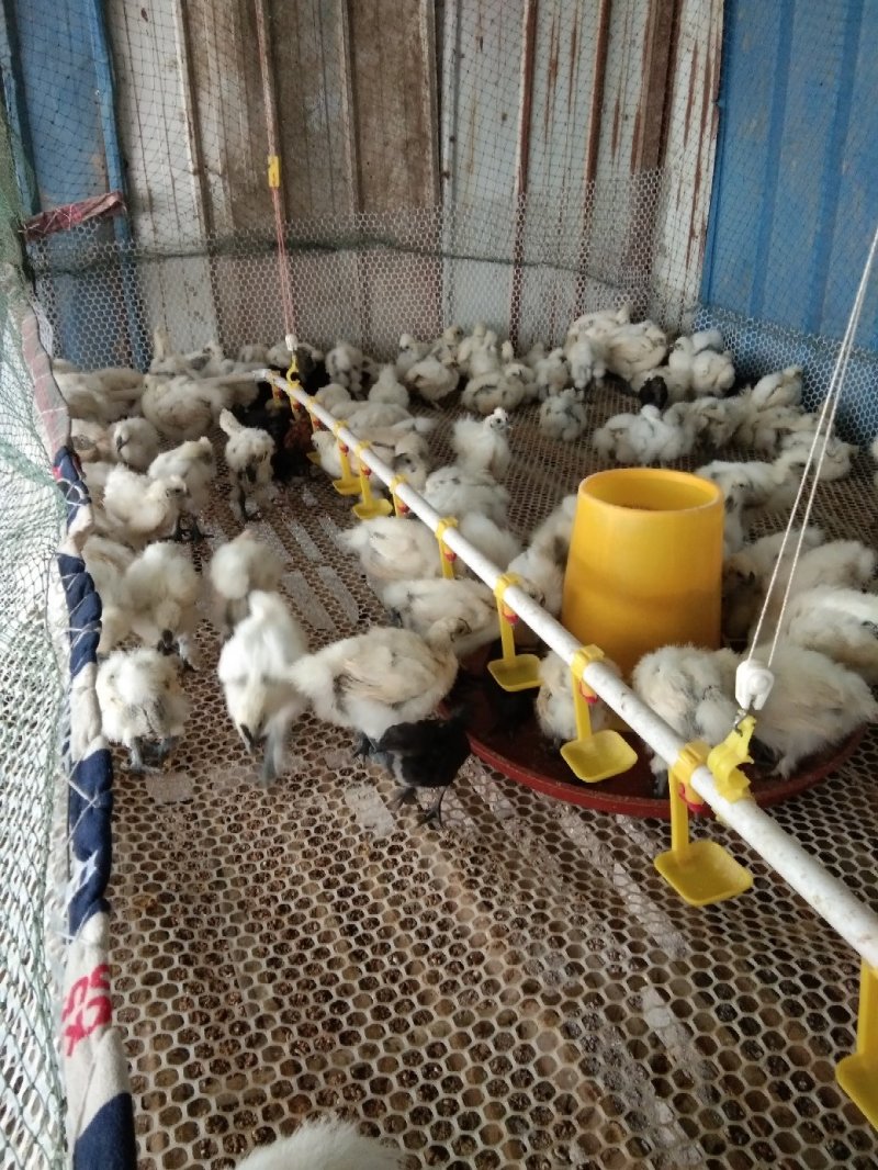 白凤乌鸡苗