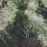 茶花成都茶花基地直销高2米以上