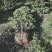 茶花成都茶花基地直销高2米以上