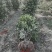茶花成都茶花基地直销高2米以上