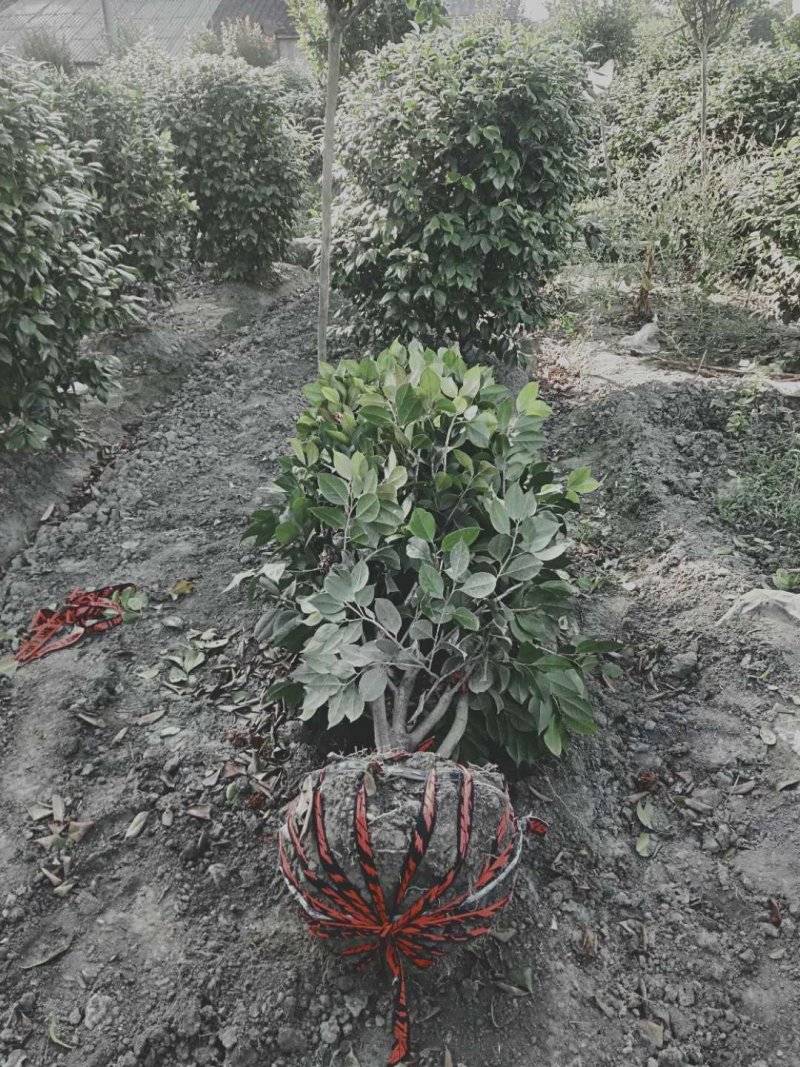 茶花成都茶花基地直销高2米以上