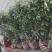 茶花成都茶花基地直销高2米以上