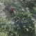 茶花成都茶花基地直销高2米以上