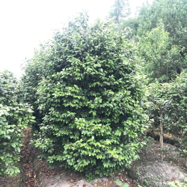 茶花成都茶花基地直销高2米以上