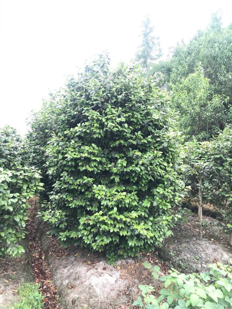 茶花成都茶花基地直销高2米以上