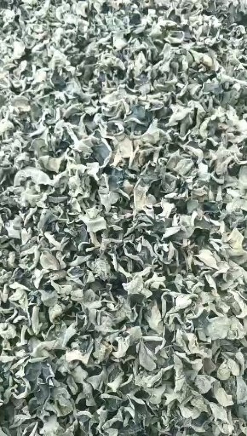 东北肉厚无根黑木耳（50斤一件）