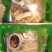全国包邮云南精品懒人菌汤包10包包邮