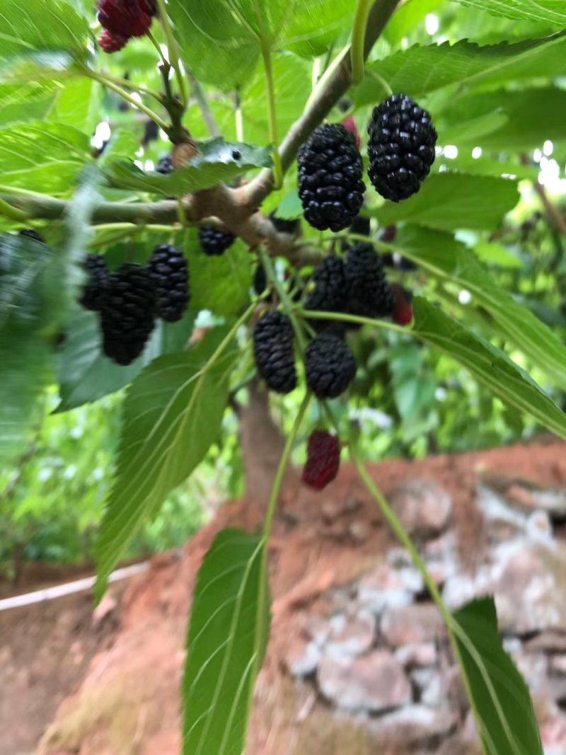 桑葚干攀枝花黑桑葚地一手货源批发