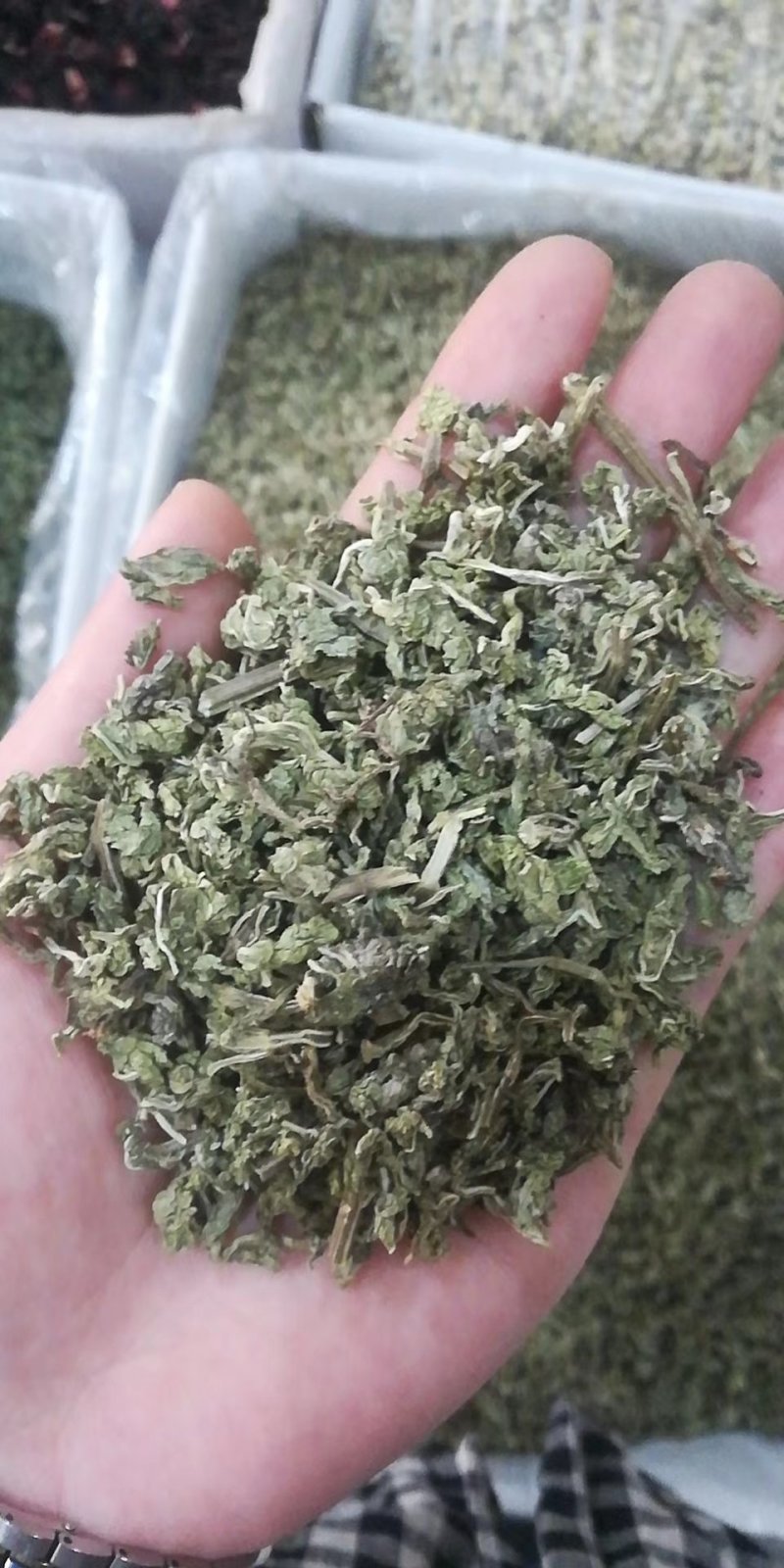 薄荷颗粒茶薄荷叶大货一手货源大货批发