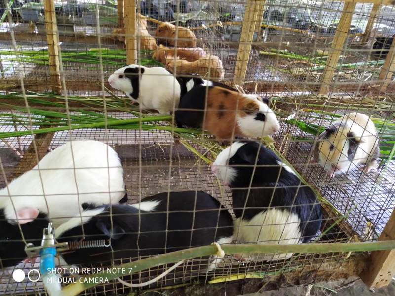 荷兰猪、生态黑豚批发免费送货上门