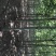 法桐树速生法桐8公分速生法桐10公分法桐12公分顶杆法桐