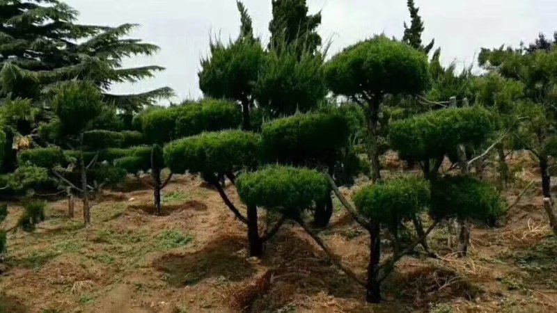 河南供应6～40公分精品龙柏树