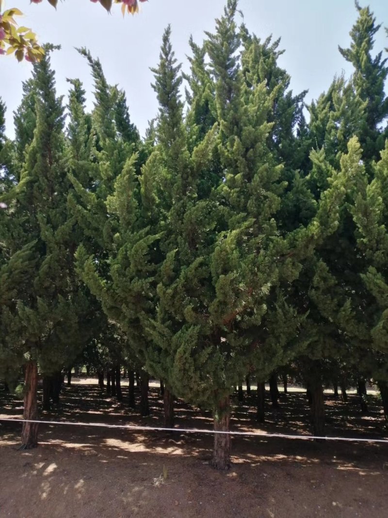 河南供应6～40公分精品龙柏树