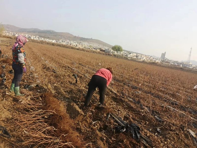 【葡萄苗】阳光玫瑰葡萄苗量大从优可视频看货
