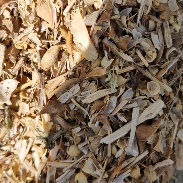 豌豆荚豌豆皮质量可靠价格低廉质量保证