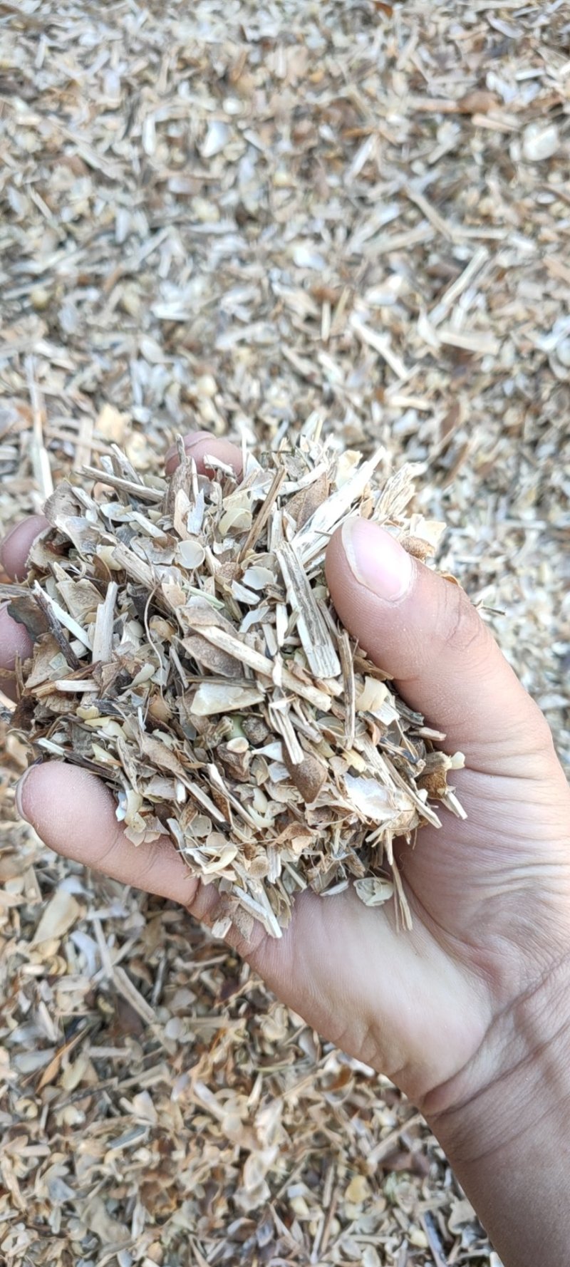 豌豆荚豌豆皮质量可靠价格低廉质量保证