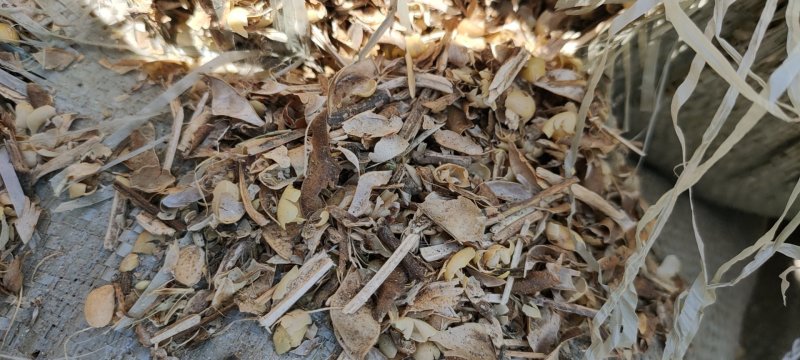 豌豆荚豌豆皮质量可靠价格低廉质量保证