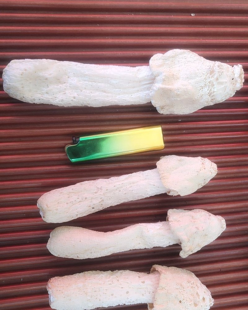 全国包邮云南精品食用菌干货福建长裙竹荪
