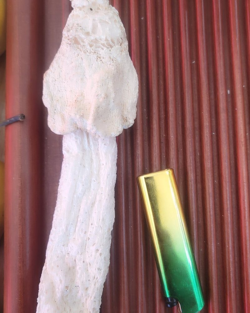 全国包邮云南精品食用菌干货福建长裙竹荪