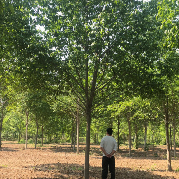玉兰树